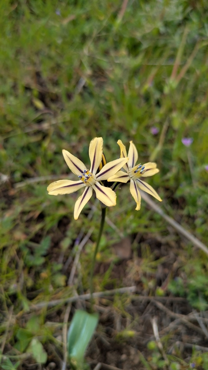 Triteleia ixioides subsp. unifolia photo 5