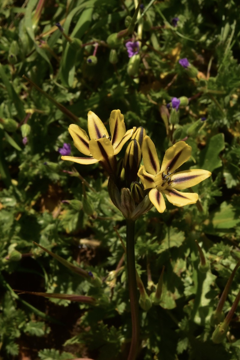Triteleia ixioides subsp. unifolia photo 6