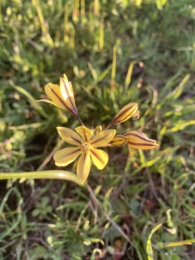 Triteleia ixioides subsp. unifolia photo 7