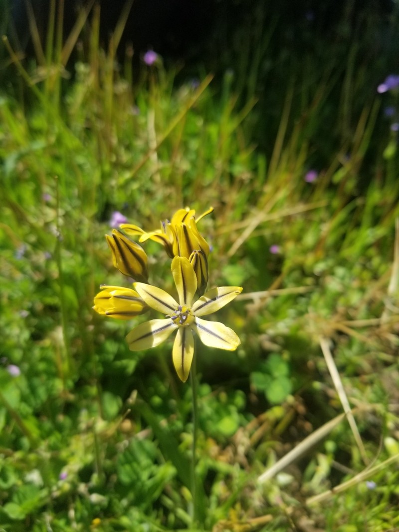 Triteleia ixioides subsp. unifolia photo 8