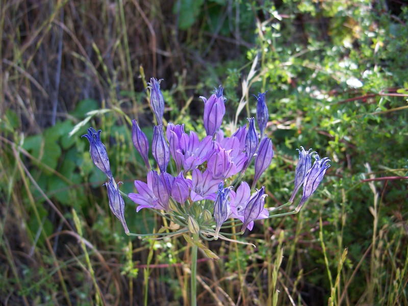 Ithuriel's Spear photo 2