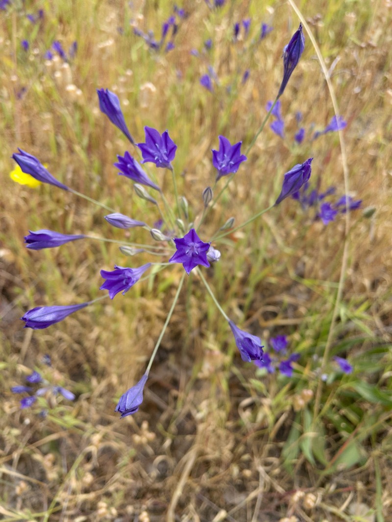 Ithuriel's Spear photo 6