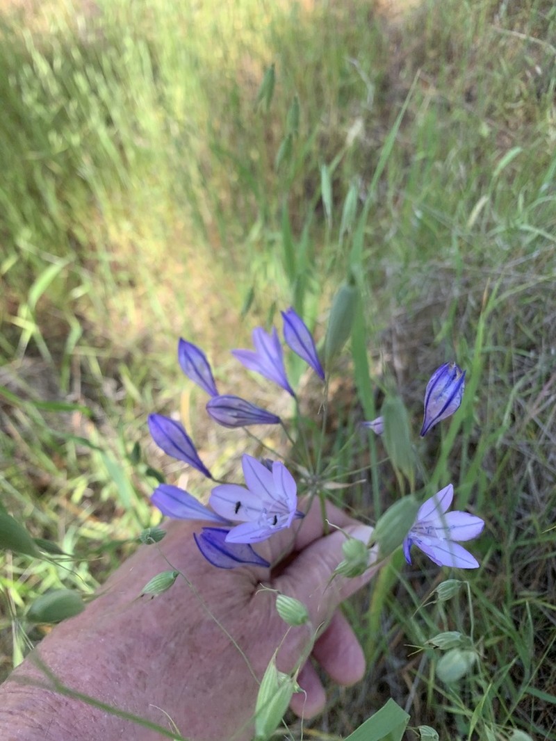 Ithuriel's Spear photo 7