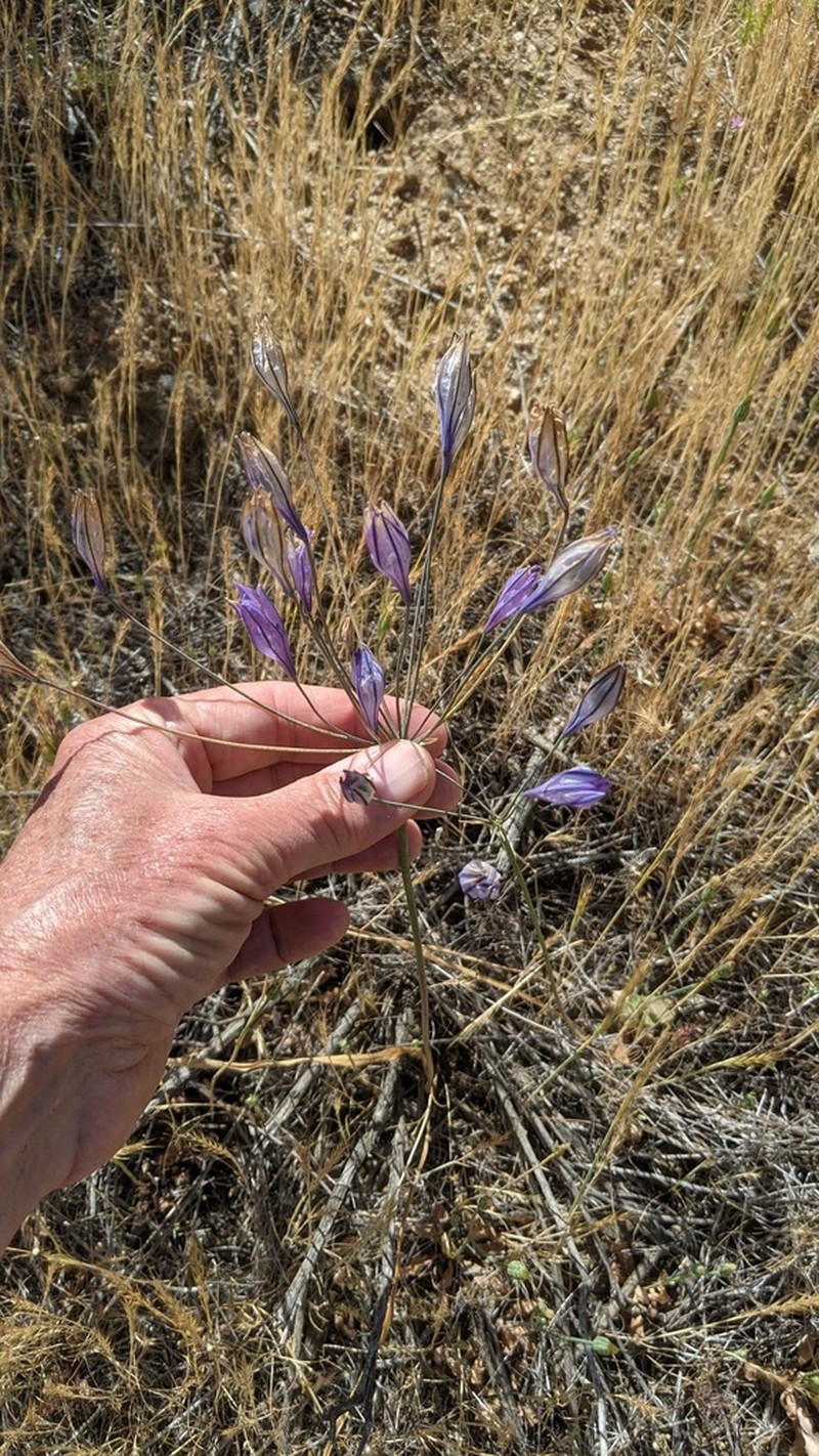 Ithuriel's Spear photo 8