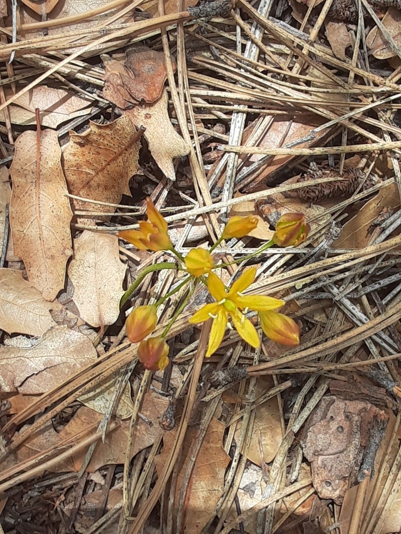 Oak Creek Triteleia
