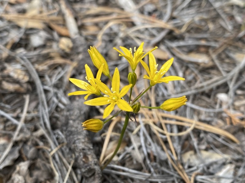 Oak Creek Triteleia photo 2