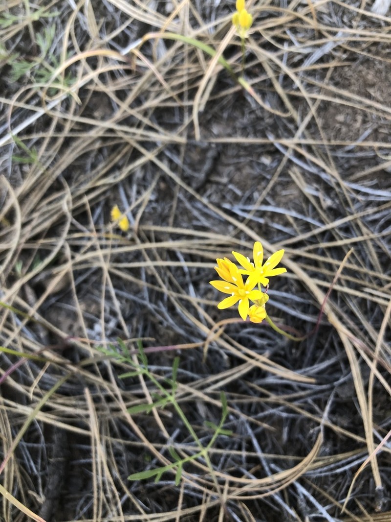 Oak Creek Triteleia photo 3