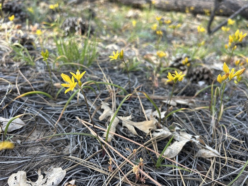 Oak Creek Triteleia photo 4