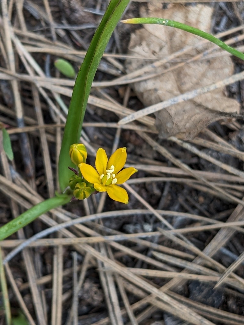 Oak Creek Triteleia photo 5