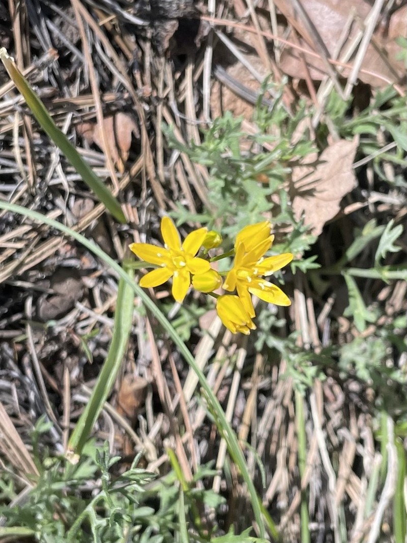 Oak Creek Triteleia photo 6