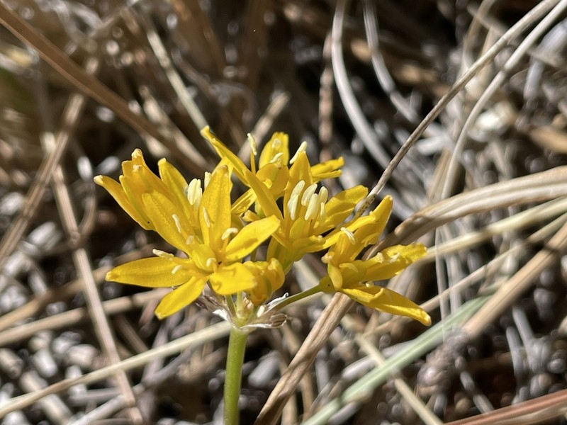 Oak Creek Triteleia photo 7