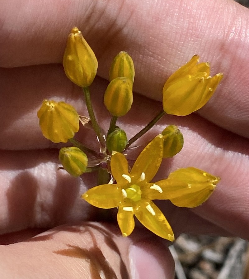 Oak Creek Triteleia photo 8