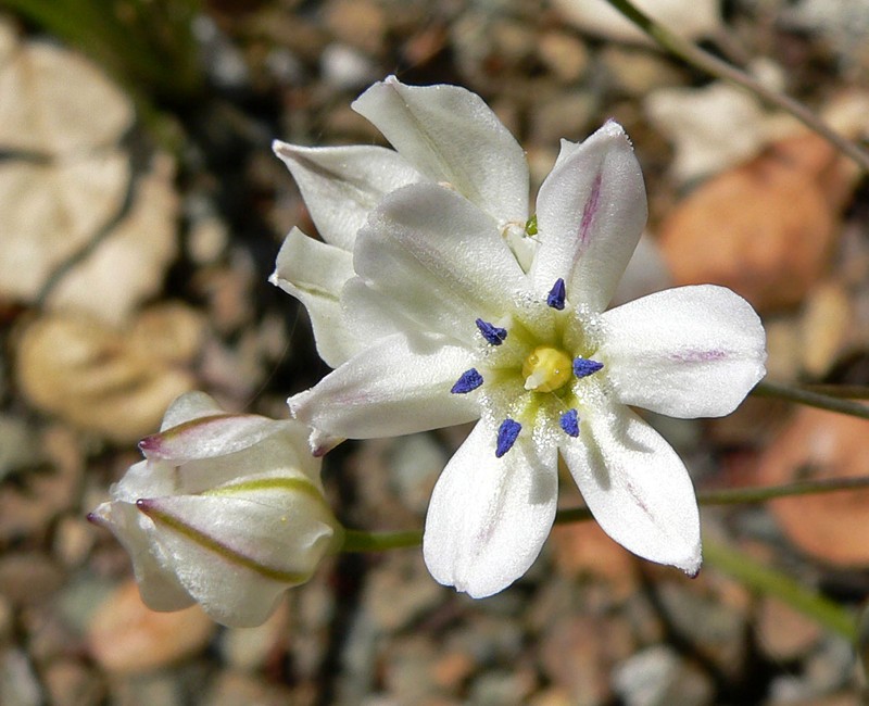 Triteleia lilacina