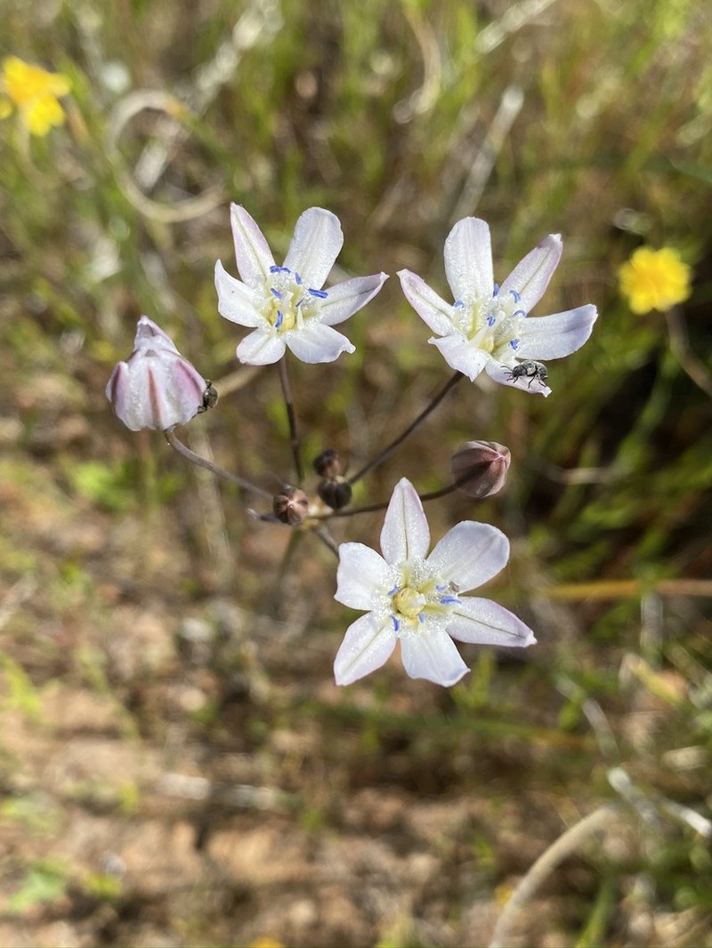 Triteleia lilacina photo 2