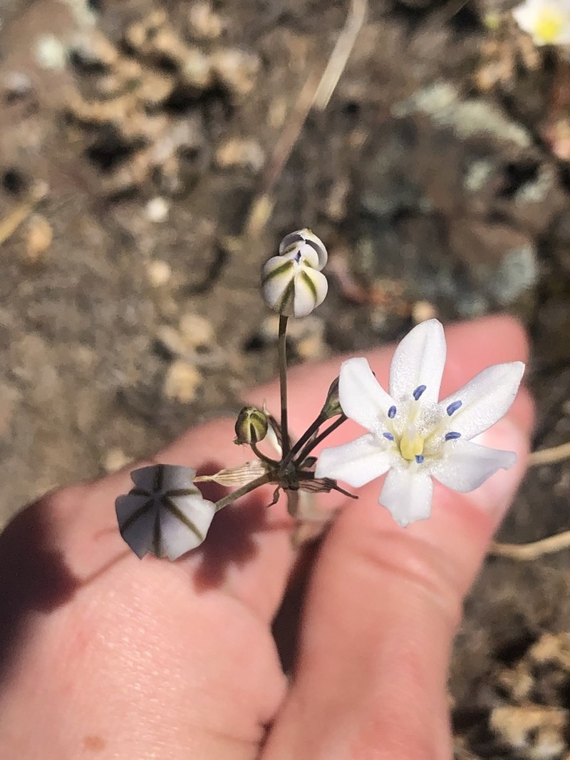 Triteleia lilacina photo 3