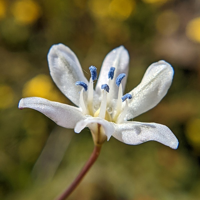 Triteleia lilacina photo 4
