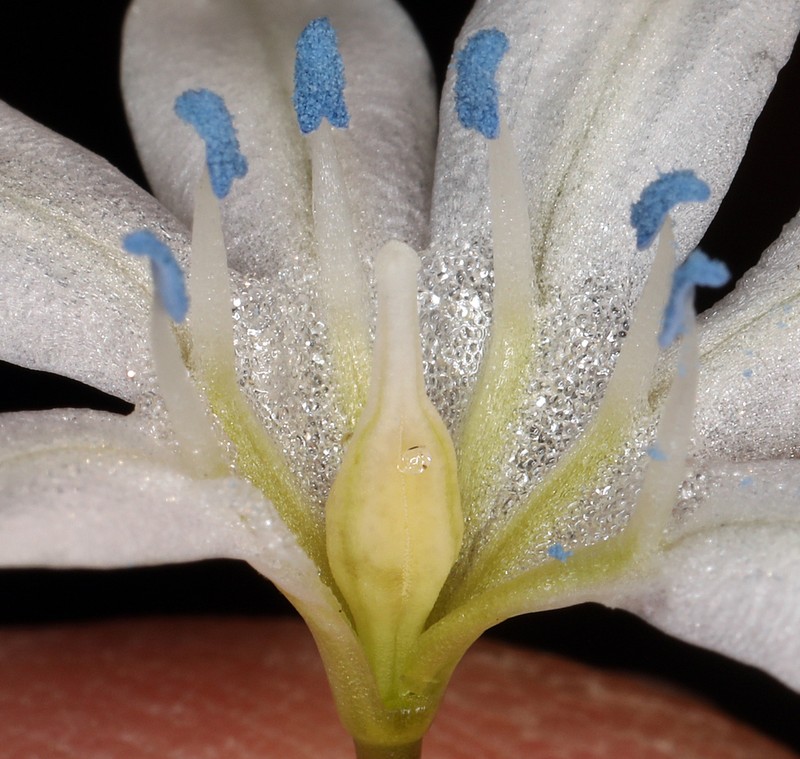 Triteleia lilacina photo 5