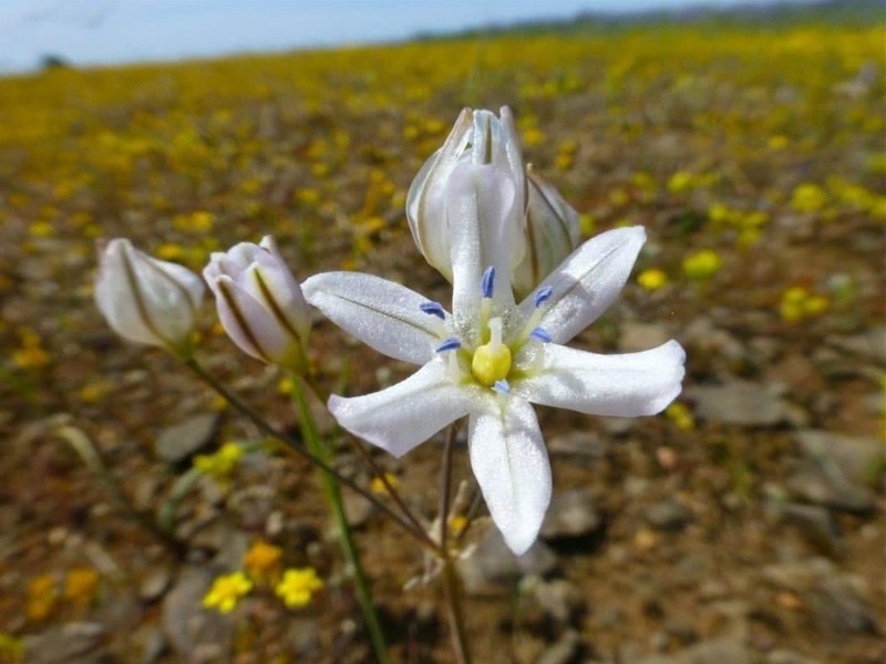 Triteleia lilacina photo 6