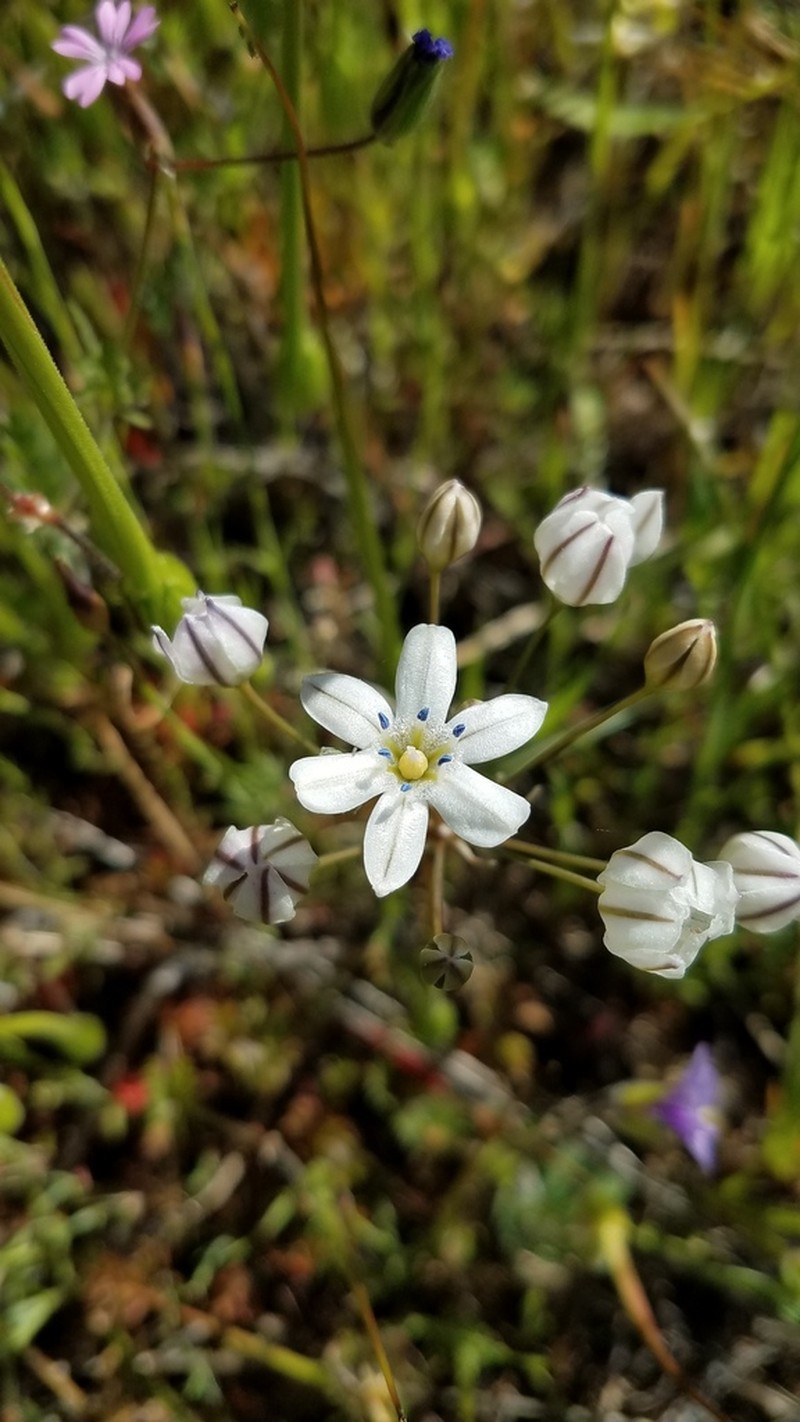Triteleia lilacina photo 7