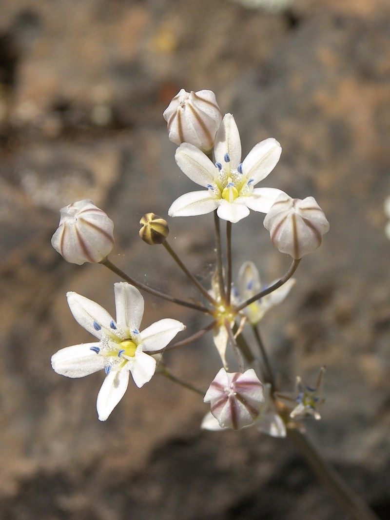 Foothill Triteleia photo 2