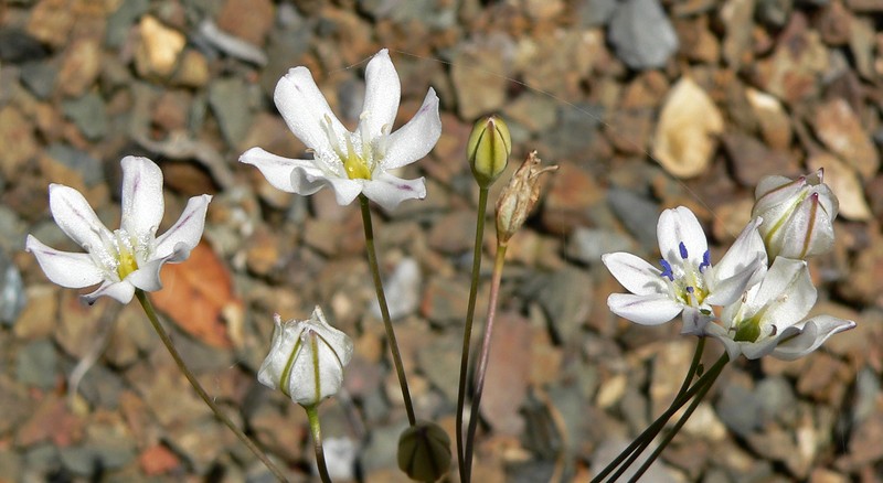 Foothill Triteleia photo 3