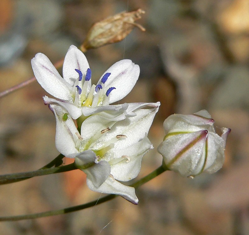 Foothill Triteleia photo 4