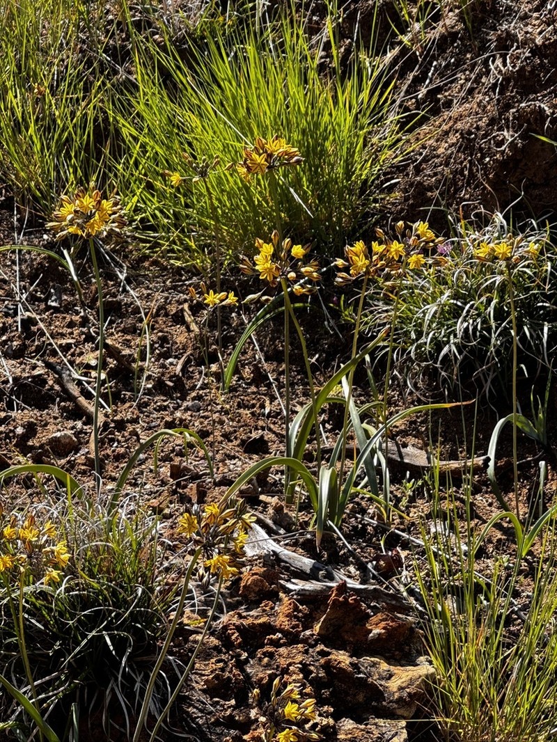 Coast Range Triteleia photo 3