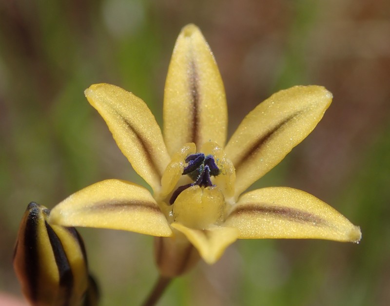 Coast Range Triteleia photo 4