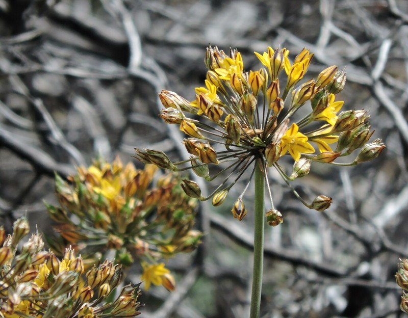Coast Range Triteleia photo 5