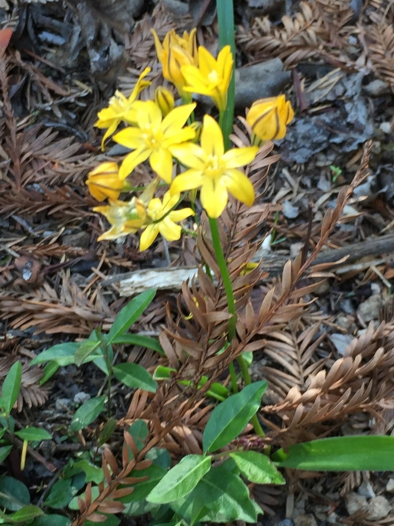 Coast Range Triteleia photo 6