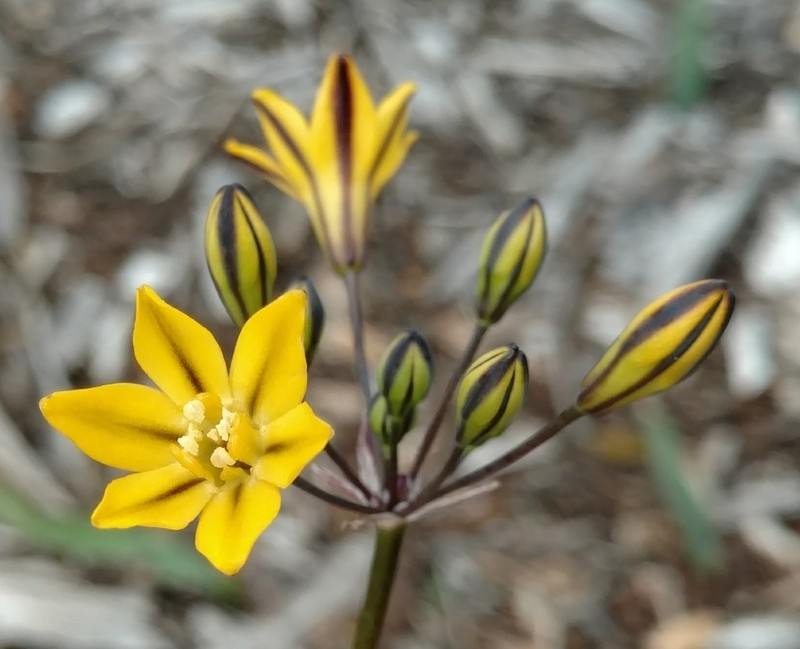 Coast Range Triteleia photo 7