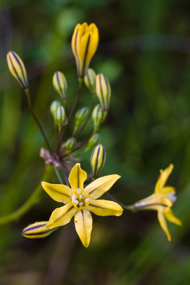 Coast Range Triteleia photo 8