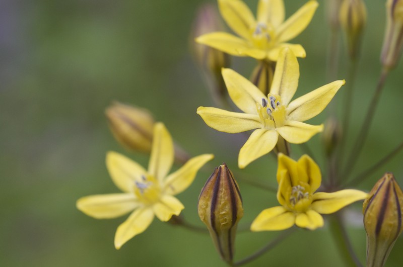 Coast Range Triteleia photo 4