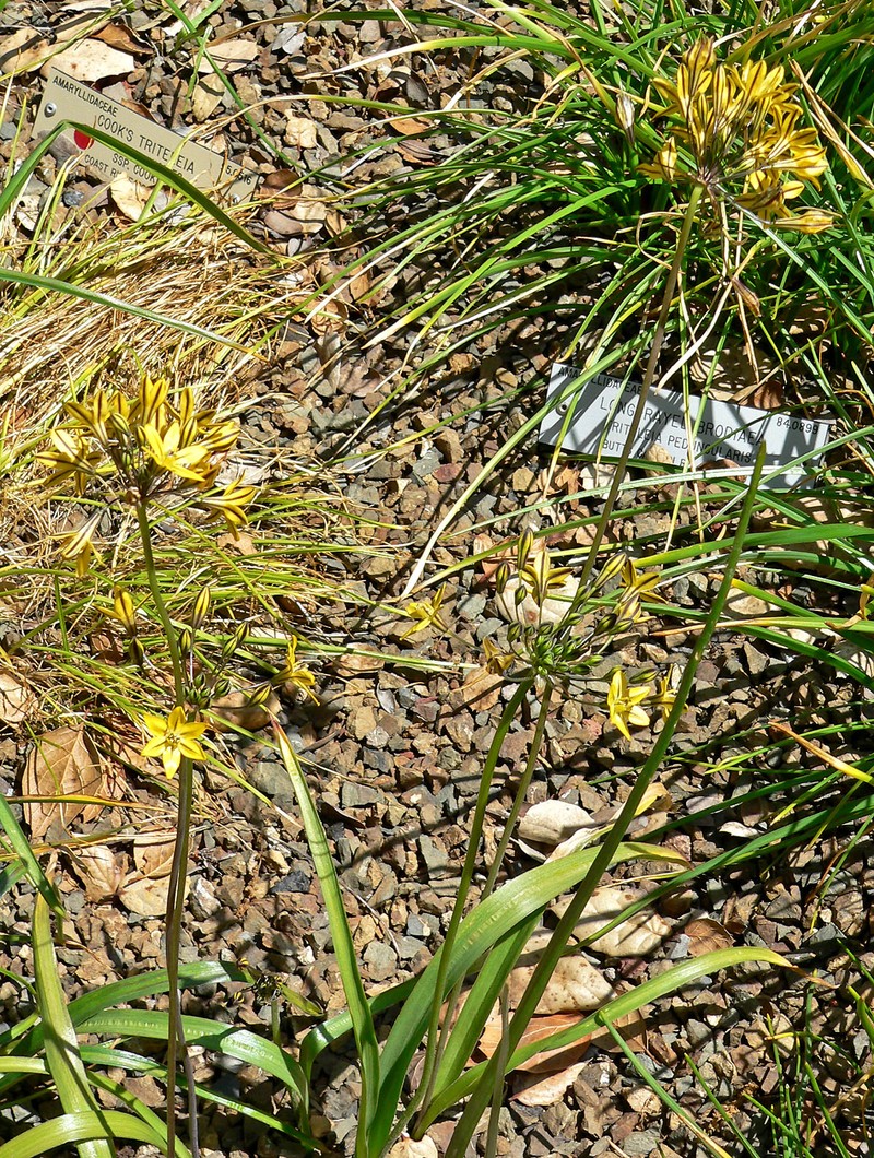 Coast Range Triteleia photo 2
