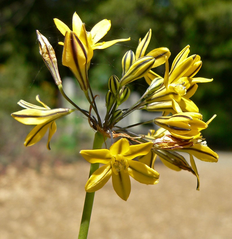 Coast Range Triteleia