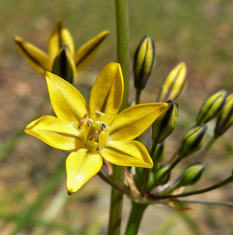 Coast Range Triteleia photo 3