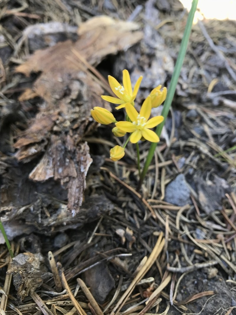Sierra Triteleia photo 3