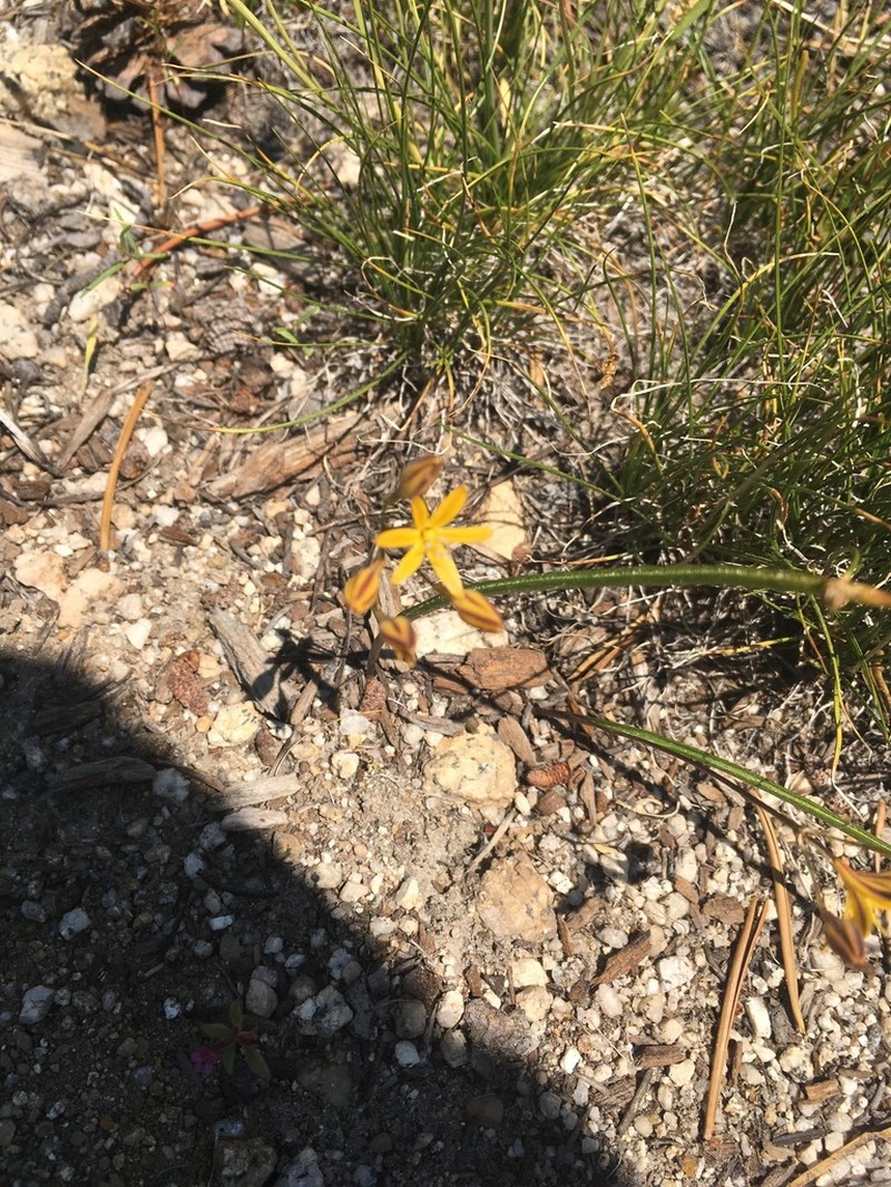 Sierra Triteleia photo 4