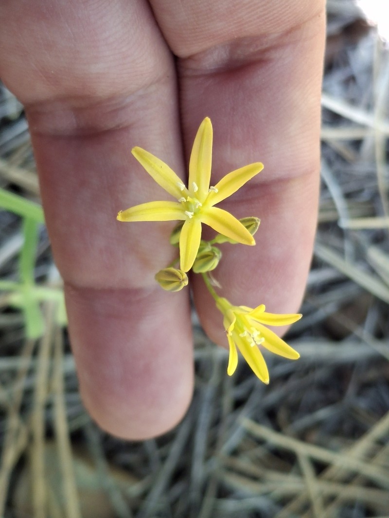 Sierra Triteleia photo 5