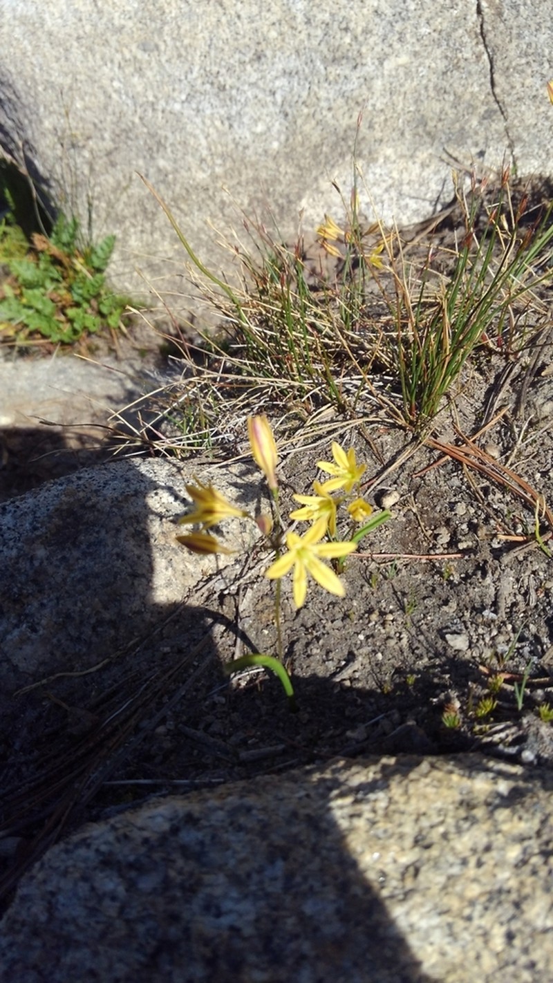 Sierra Triteleia photo 6