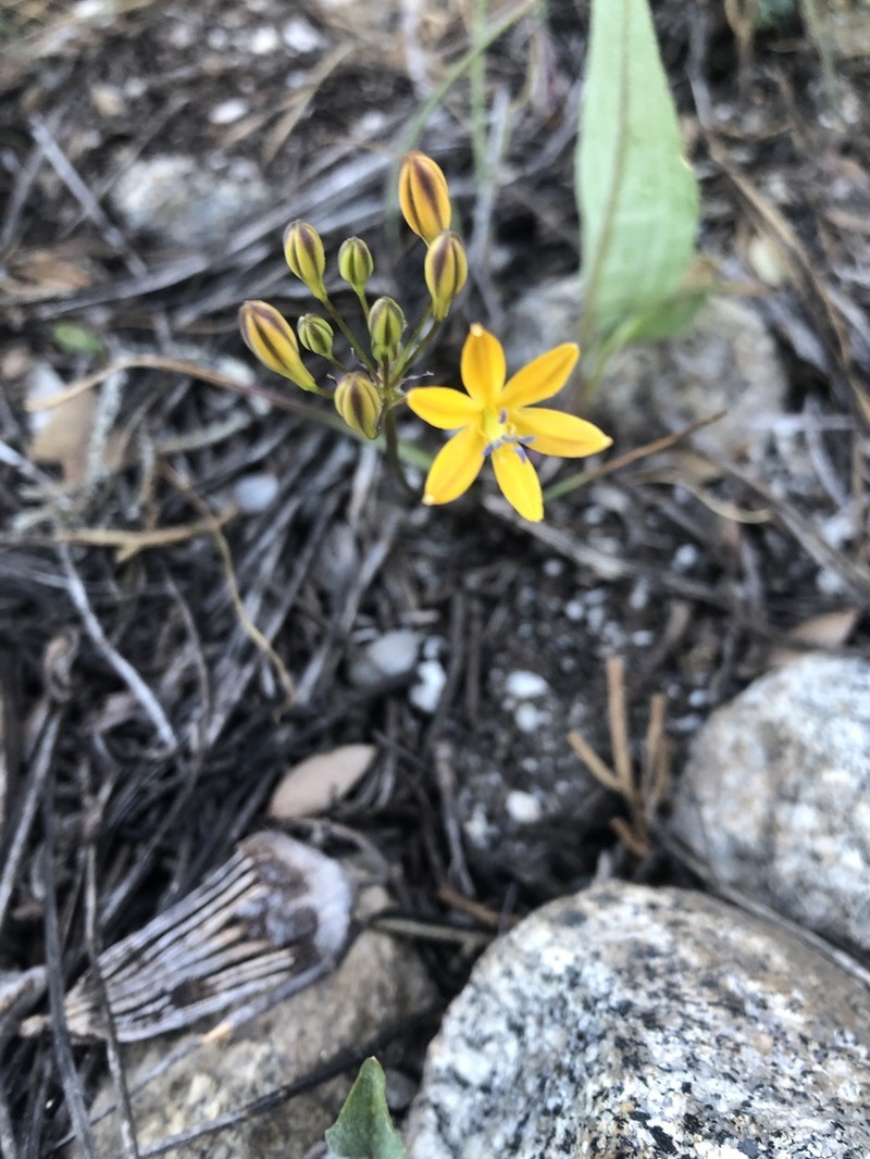 Sierra Triteleia photo 7