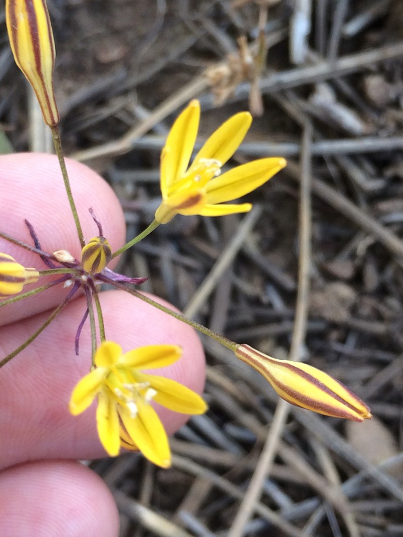 Sierra Triteleia photo 8