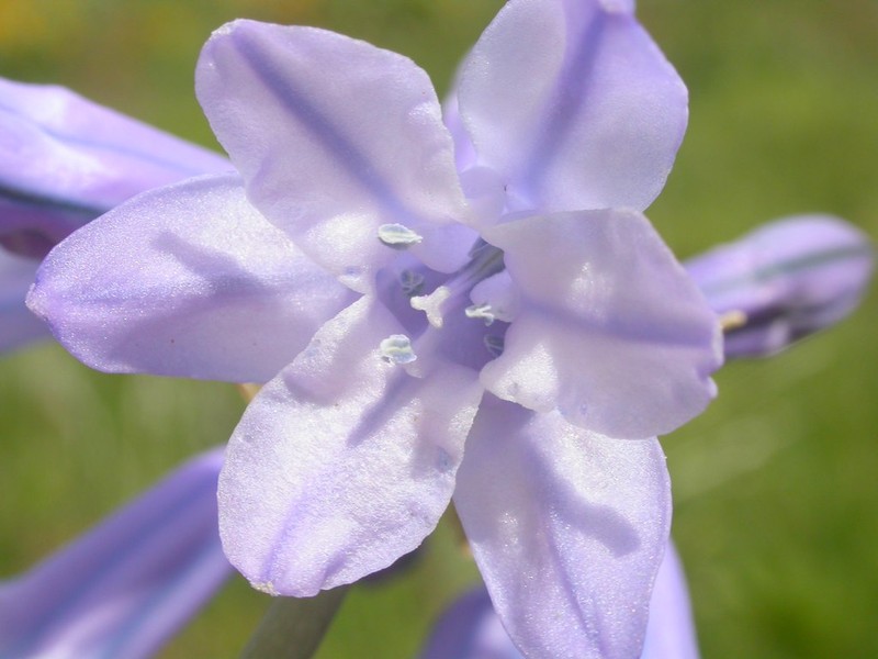 Sierra Triteleia photo 2