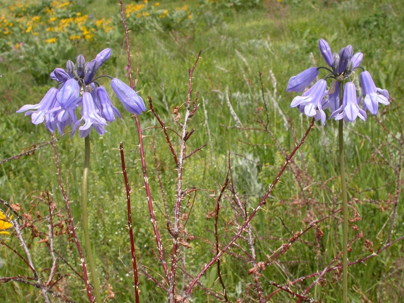 Sierra Triteleia photo 3