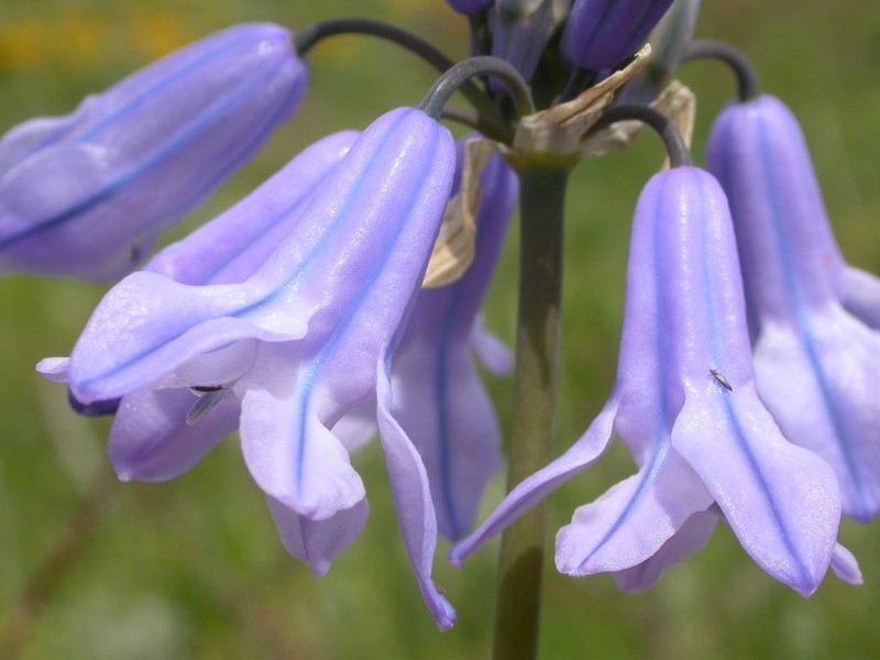 Sierra Triteleia photo 4