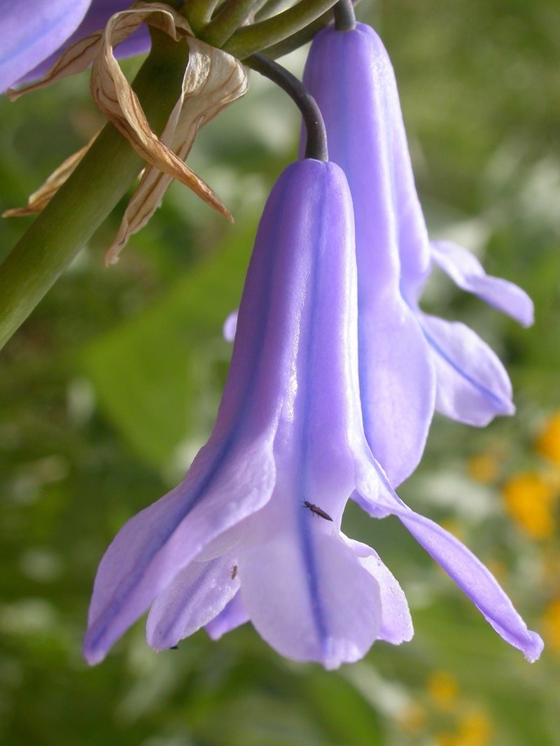 Sierra Triteleia photo 5