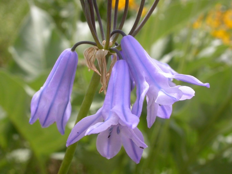 Sierra Triteleia photo 6