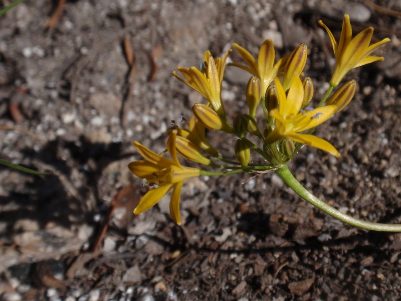 Sierra Triteleia