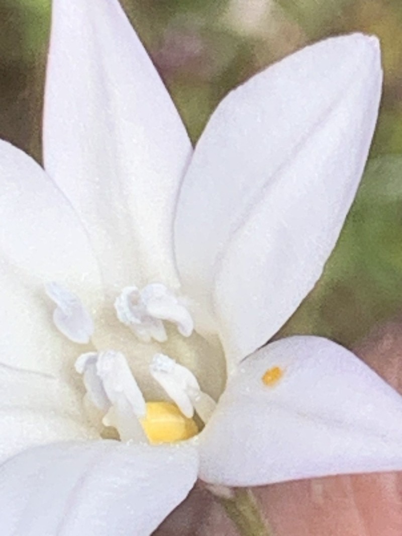 Long-Ray Brodiaea photo 4
