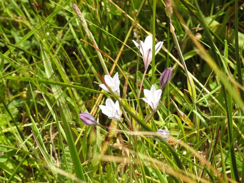 Long-Ray Brodiaea photo 5